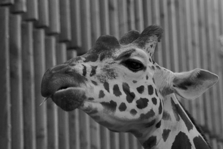 a black and white photo of a giraffe, by Felix-Kelly, freckles on the nose, taken in the late 2010s, various posed, with a pointed chin