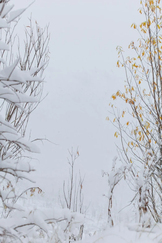 a man riding a snowboard down a snow covered slope, a picture, unsplash, land art, leaves on branches, willows, siberia!!, barely visible