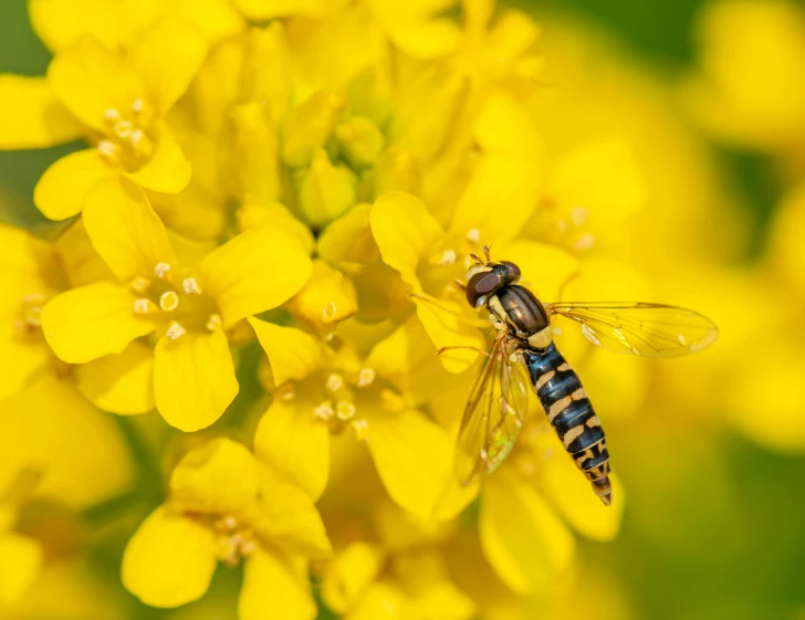 a fly sitting on top of a yellow flower, avatar image, conor walton, farming, getty images