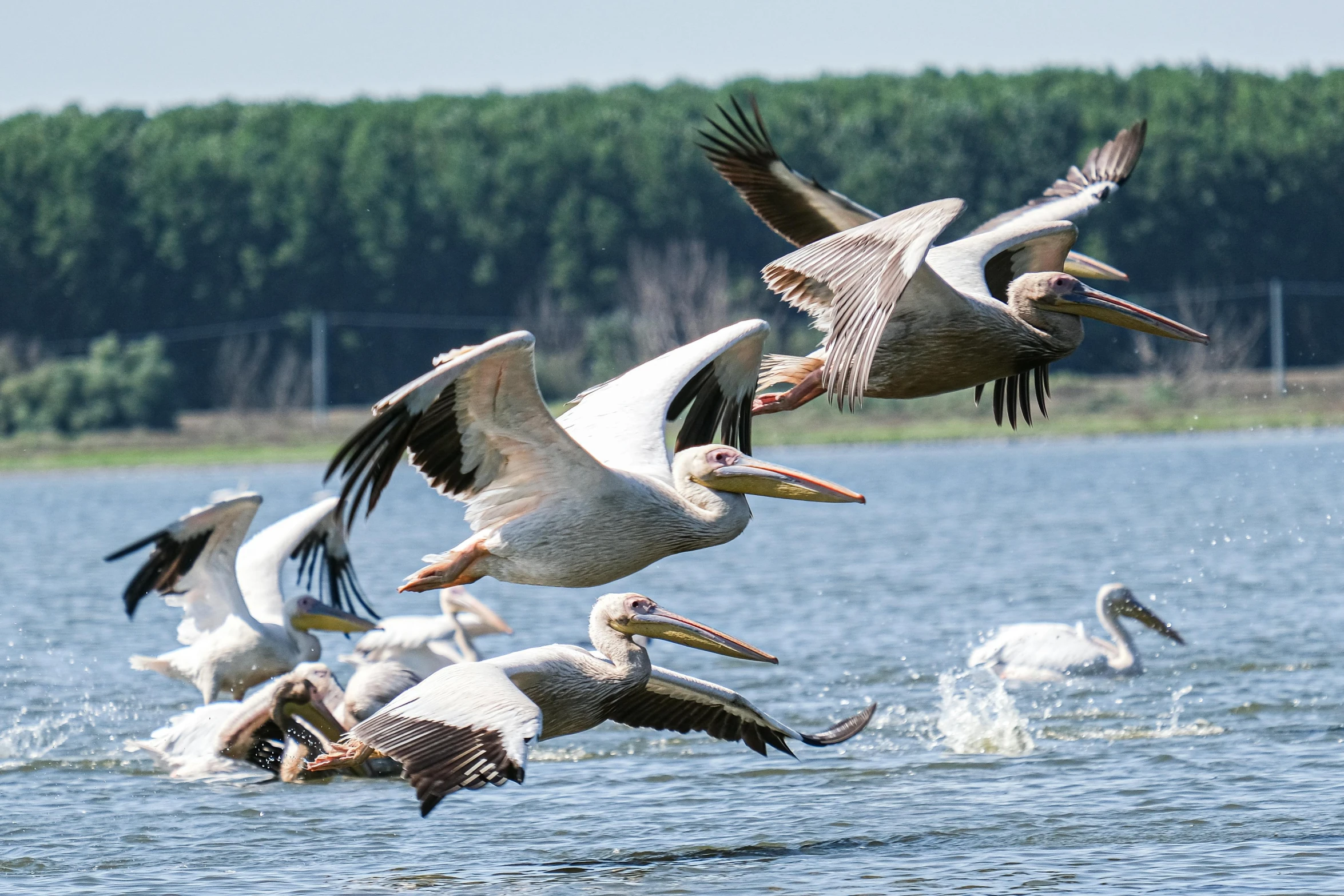 a flock of pelicans flying over a body of water, by Jan Tengnagel, pexels contest winner, hurufiyya, parks and lakes, thumbnail, great quality, maintenance photo