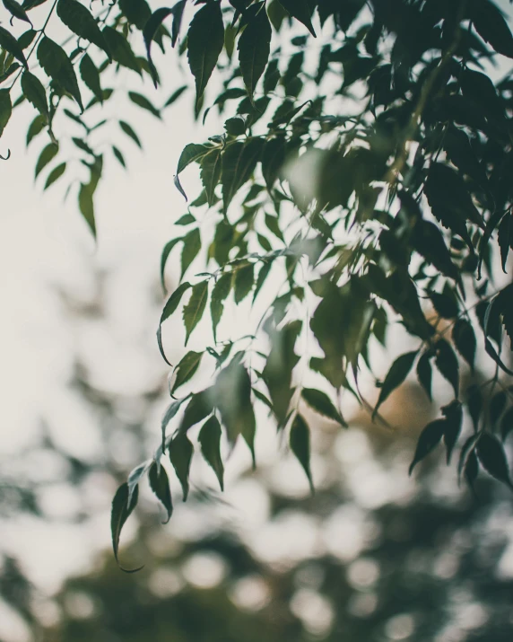 the sun shines through the leaves of a tree, inspired by Elsa Bleda, trending on unsplash, willow plant, a still of an ethereal, while it's raining, “ iron bark