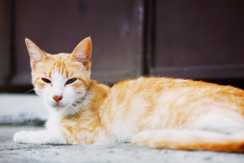 an orange and white cat laying on the ground, a picture, by Julia Pishtar, unsplash, renaissance, old male, slightly pixelated, getty images, beautiful picture of stray