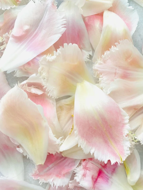 a pile of pink and white petals on a table, renaissance, ((pink))