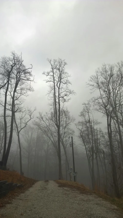 a dirt road surrounded by trees on a foggy day, an album cover, the sky is gray, bare trees, city fog, william penn state forest