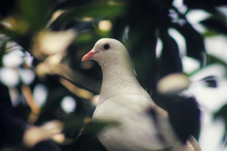 a white bird sitting on top of a tree branch, unsplash, renaissance, pigeon, with a white complexion, amongst foliage, close up portrait photo