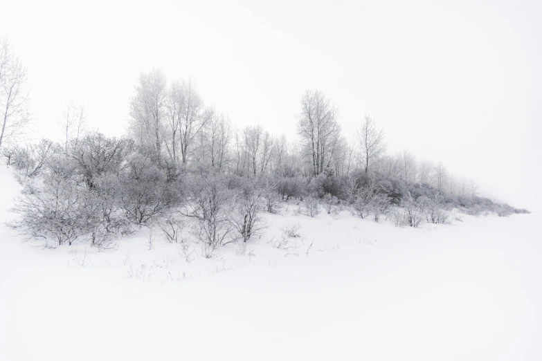 a man riding skis down a snow covered slope, a black and white photo, inspired by Eero Järnefelt, romanticism, trees and bushes, pure white hazy overcast sky, 2022 photograph, curved trees