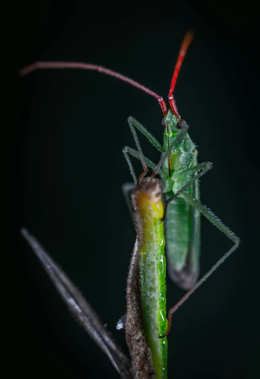 a green insect sitting on top of a plant, a macro photograph, by Slava Raškaj, romanticism, kissing together, with long antennae, nighttime, portrait of tall