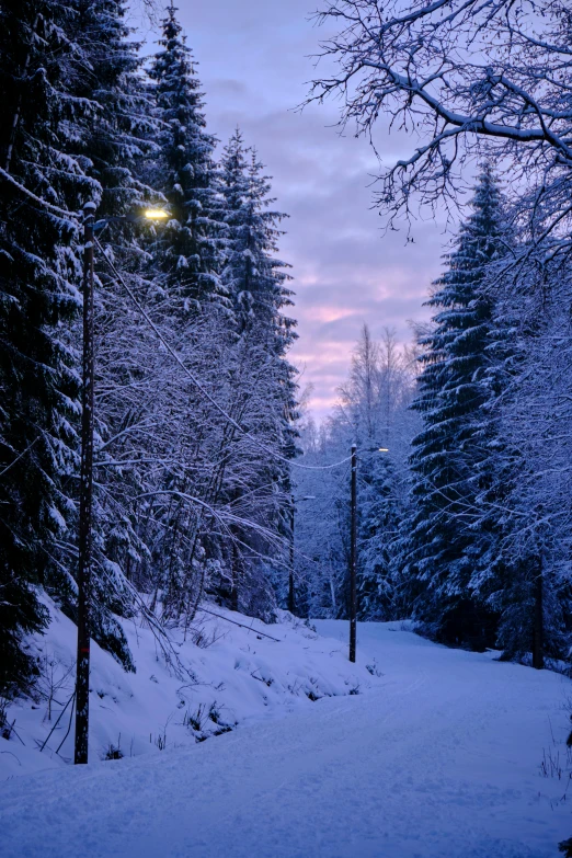 a bench sitting in the middle of a snow covered forest, inspired by Eero Järnefelt, at dusk lighting, road between tall trees, long violet and green trees, streetlamps