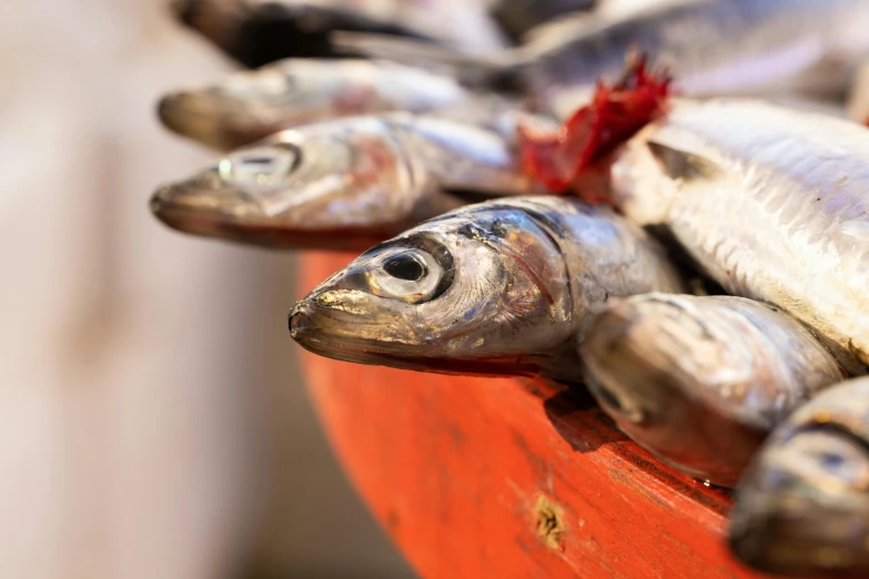 a bunch of fish sitting on top of a red bowl, a photo, trending on pexels, photorealism, traditional corsican, highly polished, worn, grey