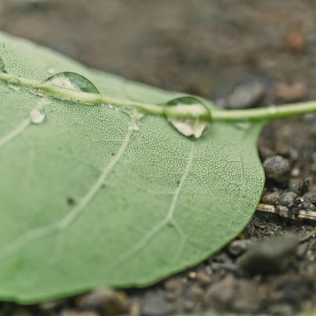 a close up of a leaf with water droplets on it, by Jan Rustem, unsplash, close up shot a rugged, low quality photo, video, medium long shot