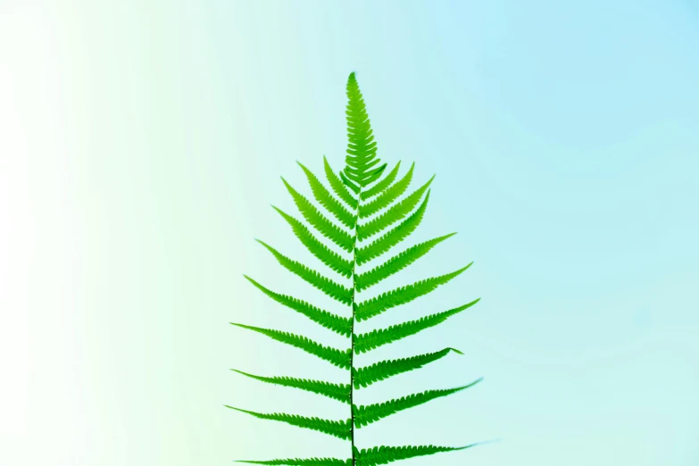 a close up of a fern leaf against a blue sky, an album cover, by Jan Rustem, clemens ascher, lightgreen, gradient filter, textless