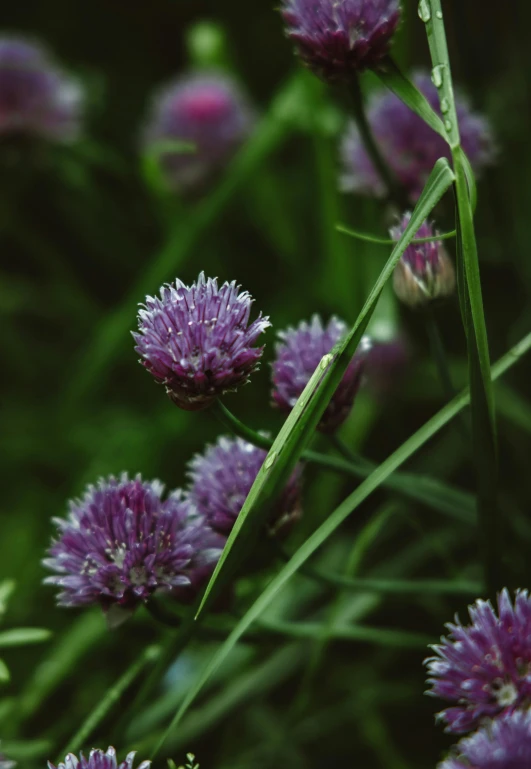 a bunch of purple flowers sitting on top of a lush green field, a macro photograph, by Attila Meszlenyi, unsplash, detailed color scan”, clover, medium format. soft light, ilustration