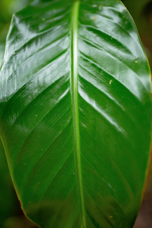 a close up of a large green leaf, vanilla, highly polished, vivid and vibrant, it\'s name is greeny