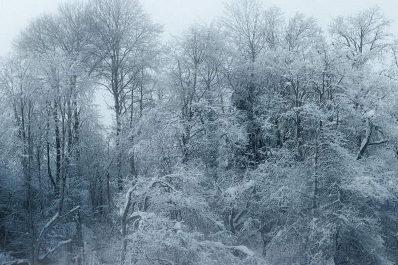 a herd of cattle standing on top of a snow covered field, inspired by Thomas Struth, massive trees with warm windows, white and pale blue toned, hiroshi sugimoto, snowflakes falling