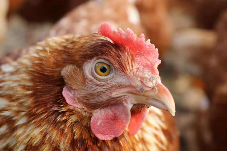 a close up of a chicken with a red comb, by Gwen Barnard, pexels, looks at the camera, kek, local conspirologist, brown