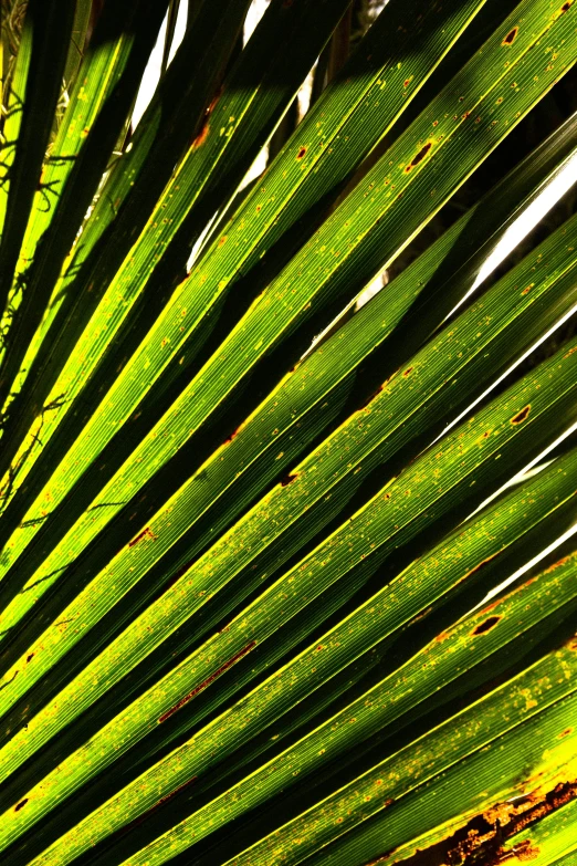 a close up of a leaf of a palm tree, by Dave Melvin, pexels, panels, backlighted, ready to eat, mx2