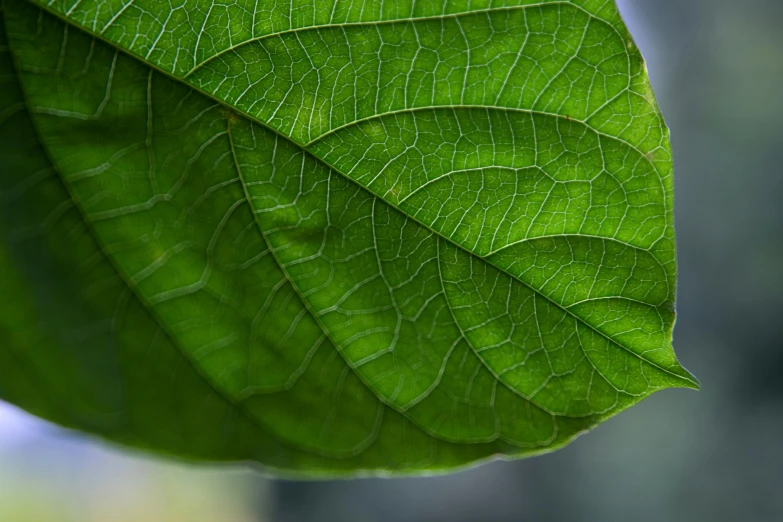 a close up of a leaf with a blurry background, a macro photograph, by Jan Rustem, unsplash, paul barson, green, high detail photo, magnolia big leaves and stems