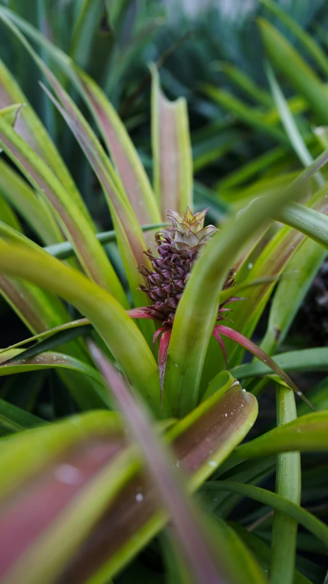 a pineapple sitting on top of a green plant, by Rachel Reckitt, hurufiyya, orchid stems, with spikey short brown hair, close-up from above, a wide shot