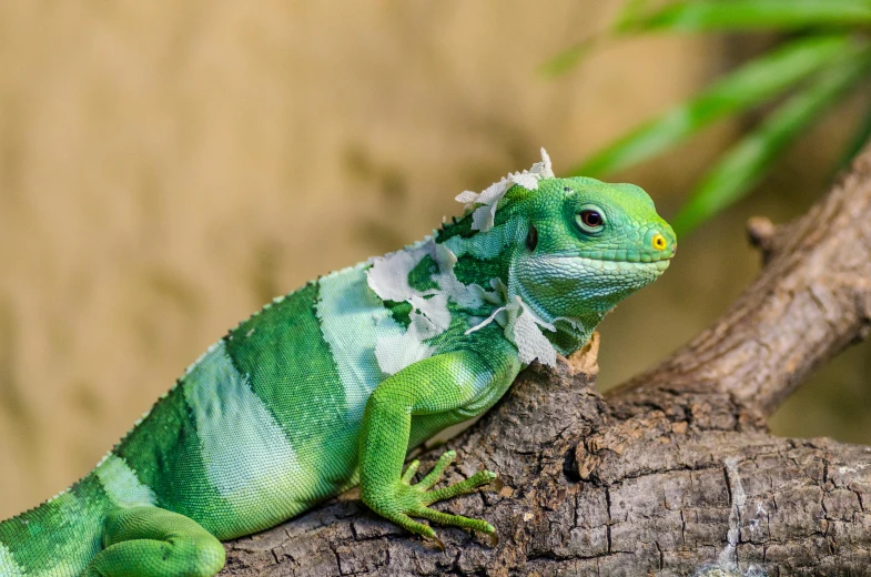 a green lizard sitting on top of a tree branch, a photo, trending on pexels, renaissance, covered in bandages, australian, water dragon, dressed in a worn