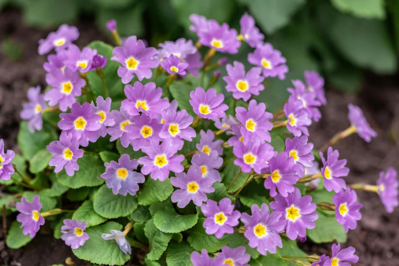 a close up of a bunch of purple flowers, protophyta, with yellow flowers around it, spring vibrancy, prizewinning