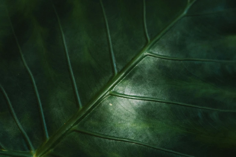 a close up of a large green leaf, inspired by Elsa Bleda, trending on pexels, hurufiyya, shot on hasselblad, dimly - lit, fine details 8k octane rendering, green floor