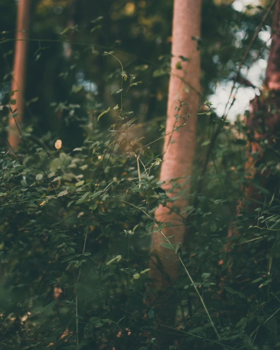 a red fire hydrant sitting in the middle of a forest, inspired by Elsa Bleda, unsplash, australian tonalism, eucalyptus trees, mid-shot of a hunky, with a few vines and overgrowth, ((trees))