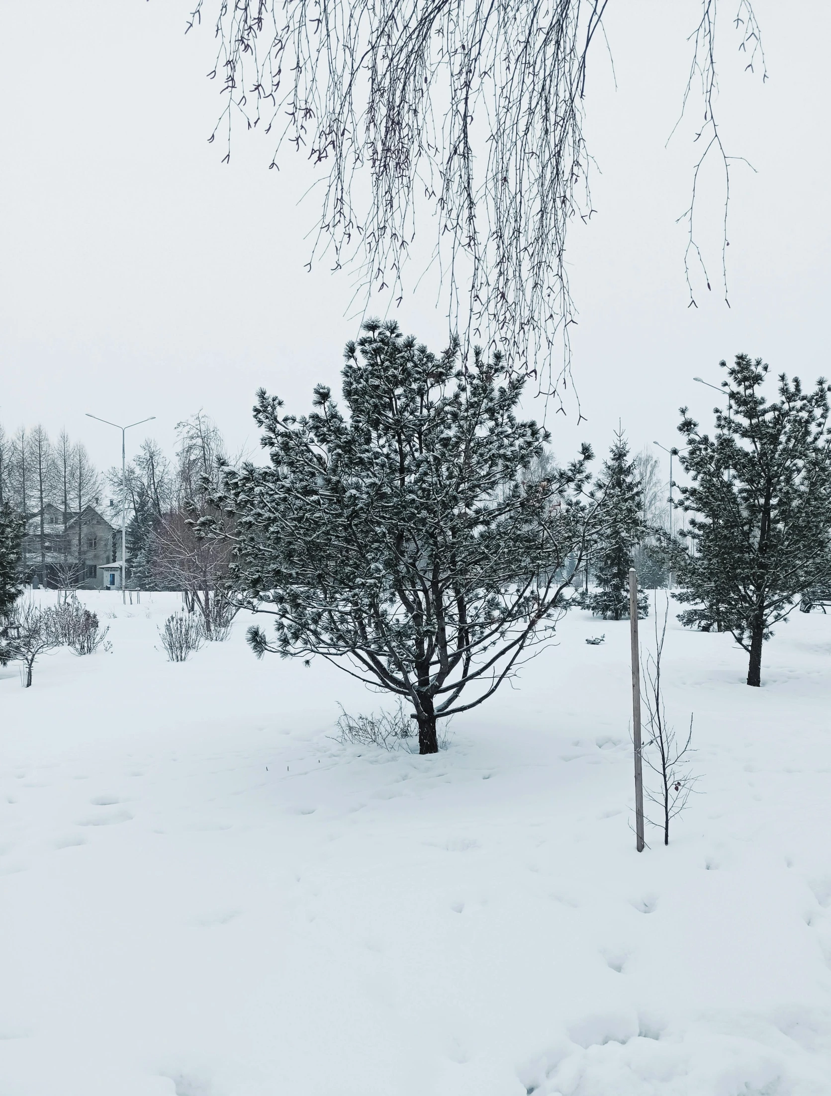 a red fire hydrant sitting in the middle of a snow covered park, by Ilya Ostroukhov, hurufiyya, large tree, in the center of the image, espoo, 🌲🌌