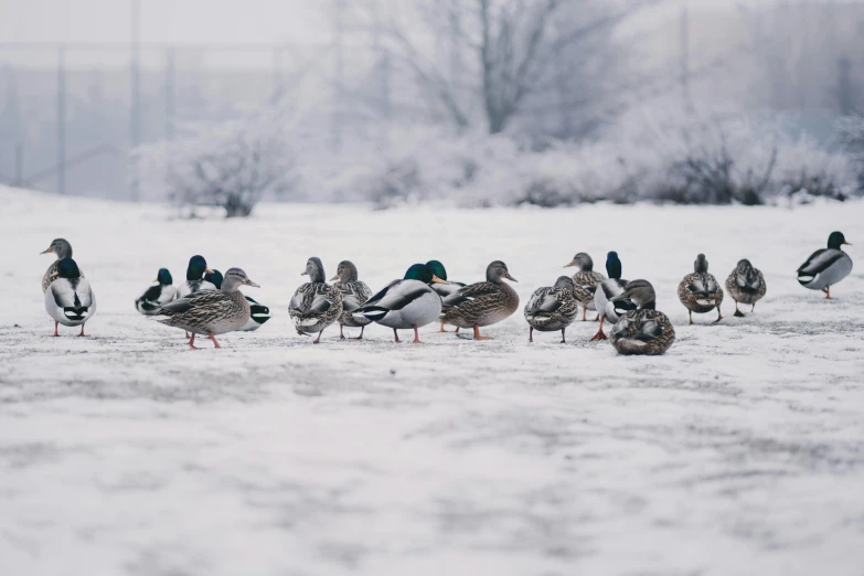 a flock of ducks standing on top of a snow covered field, pexels contest winner, grey, thumbnail, resting, college