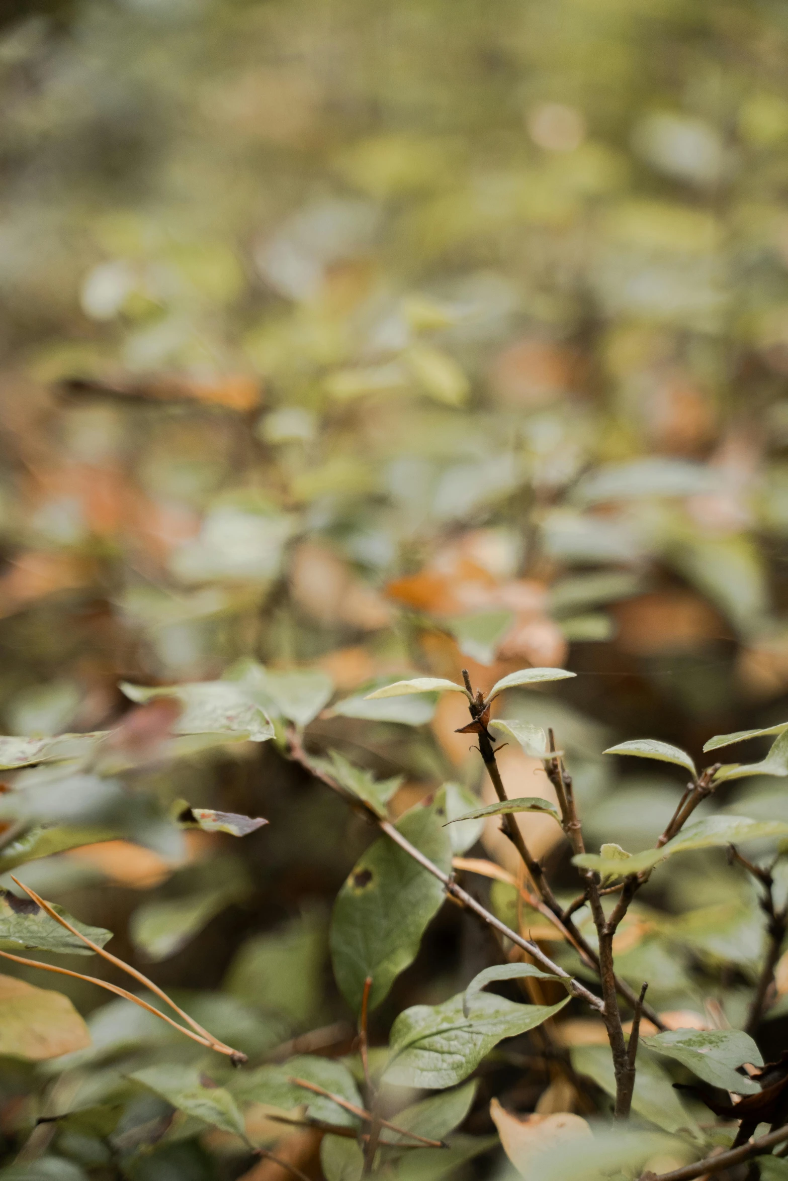 a bird sitting on top of a tree branch, an album cover, inspired by Elsa Bleda, trending on unsplash, bushes and leafs, background: assam tea garden, unfocused, 3 5 mm close up