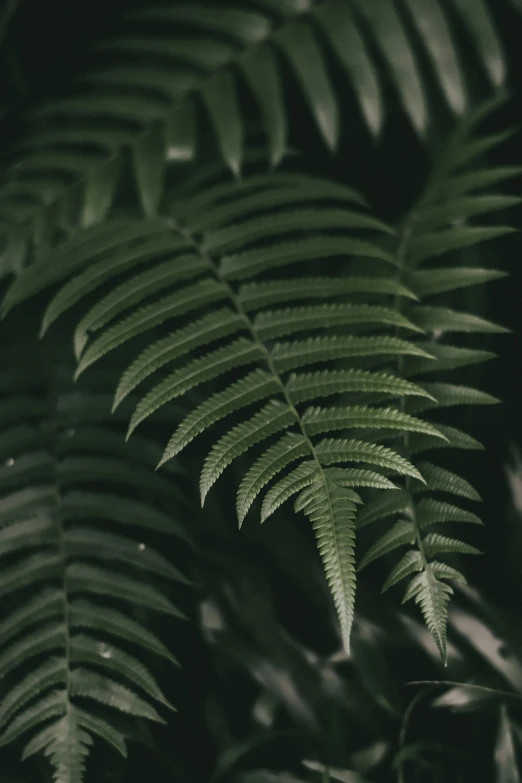 a close up of a fern leaf on a black background, inspired by Elsa Bleda, unsplash contest winner, on a gray background, lush trees, a pair of ribbed, a tall