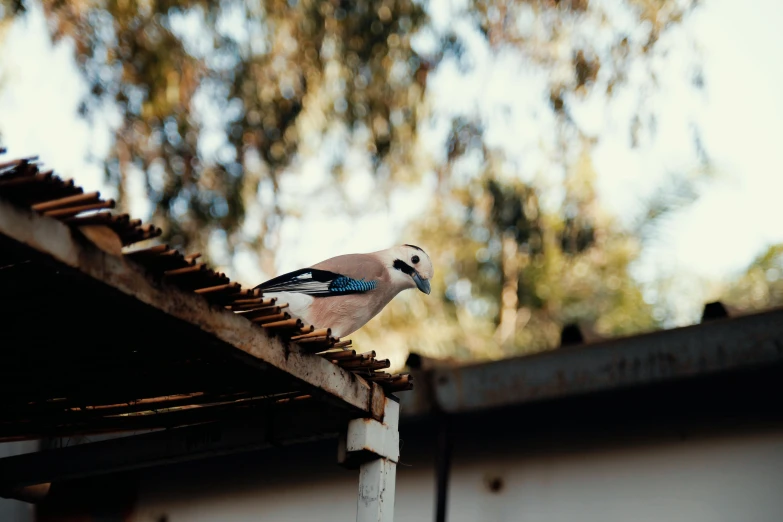 a bird sitting on top of a roof, an album cover, pexels contest winner, tlaquepaque, african sybil, australian, high quality photo