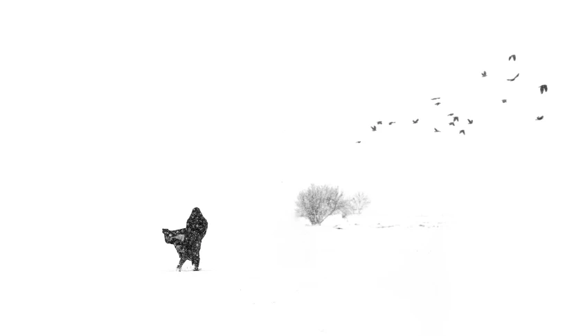 a person riding a horse through a snow covered field, a picture, by Zsolt Bodoni, conceptual art, black dog, black on white background, the cat is walking, birds in the distance