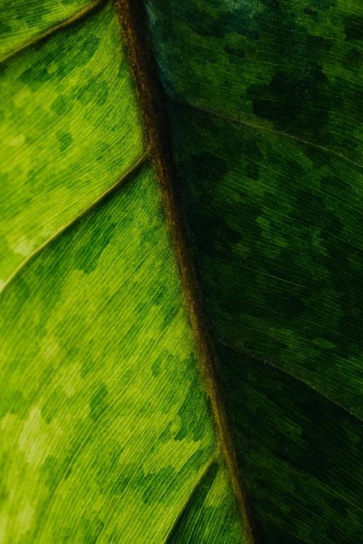 a close up of a large green leaf, trending on pexels, light and dark, multiple stories, highly_detailded, high quality image