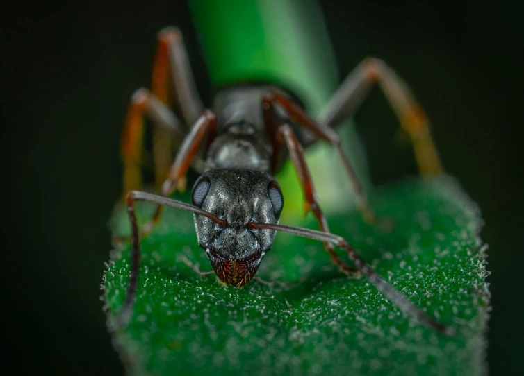 a bug sitting on top of a green leaf, facing the camera, ant humanoid mechanic, avatar image, grey