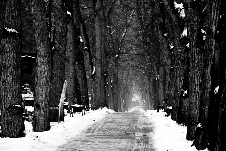 a black and white photo of a snowy street, a black and white photo, by Lucia Peka, pexels, in a park, green alley, ukraine. photography, zoo