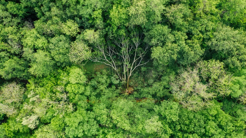 a large tree in the middle of a forest, by Daniel Lieske, hurufiyya, high angle shot, fan favorite, ai biodiversity, flat