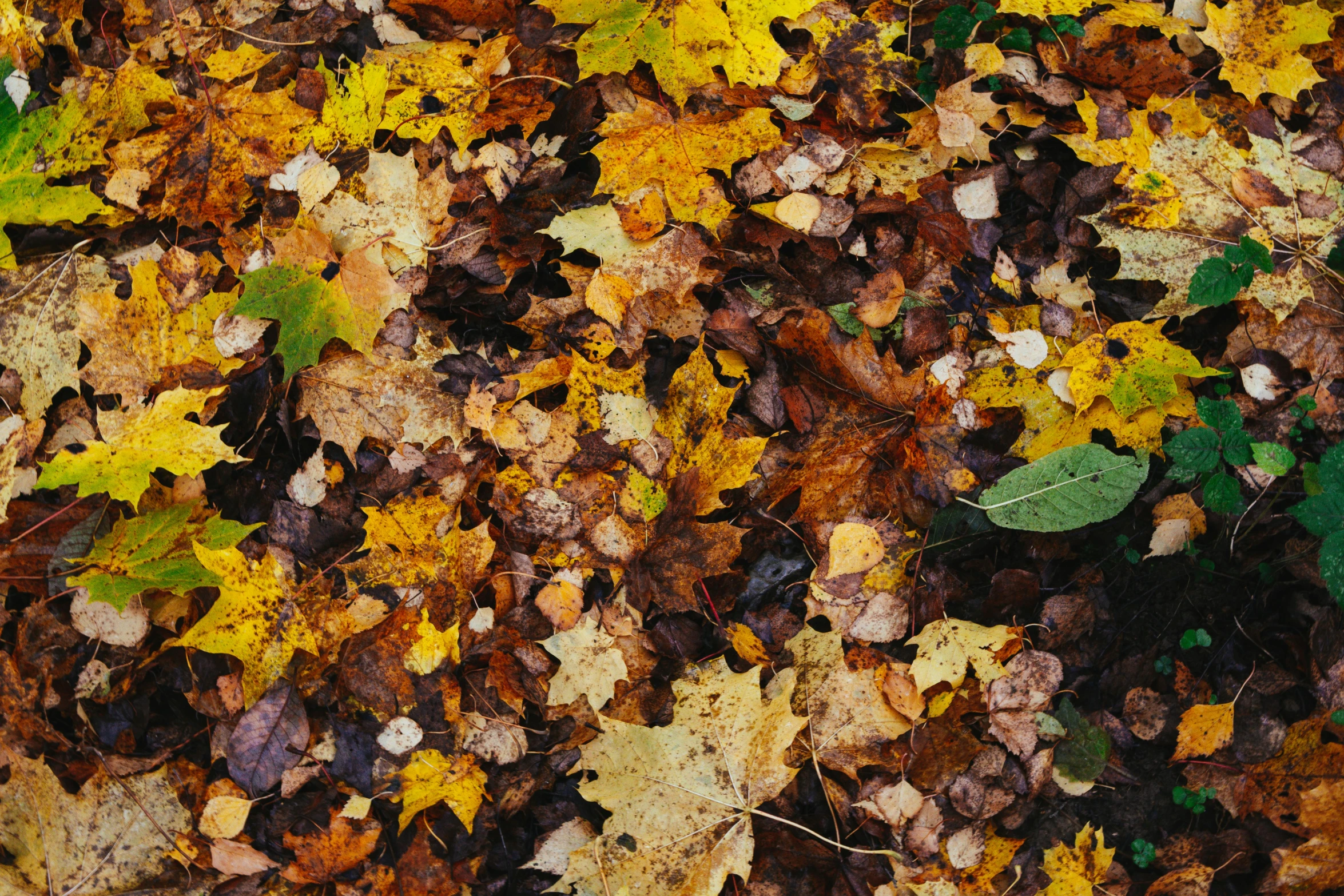 a bunch of leaves that are laying on the ground, pexels, thumbnail, full frame image, portra 4 0 0, mix