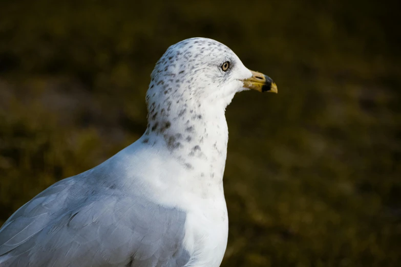 a white bird standing on top of a lush green field, by Mandy Jurgens, pexels contest winner, seagull, portrait close - up, ready to eat, museum quality photo