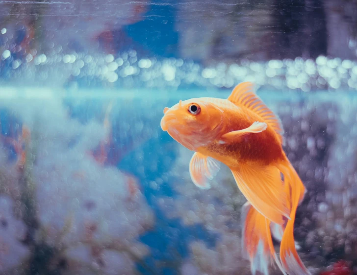 a close up of a fish in a tank, an album cover, pexels contest winner, golden filter, paul barson, pet animal, 256435456k film