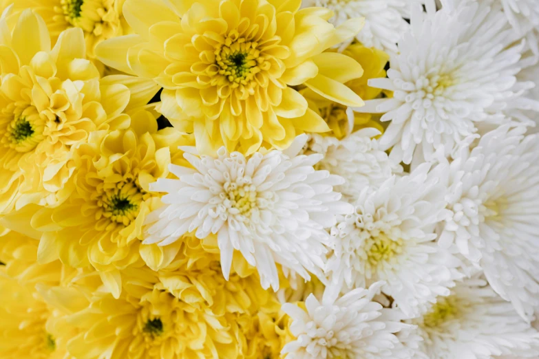 a close up of a bunch of yellow and white flowers, chrysanthemums, full product shot, zoomed out to show entire image, mid shot