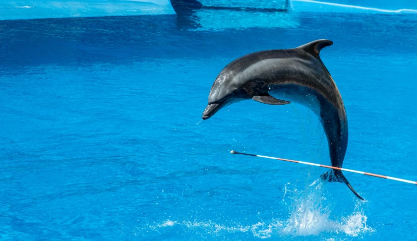 a dolphin jumping out of the water with a stick, a hologram, pexels contest winner, arabesque, dreamworld, no cropping, azure, canines sports photo