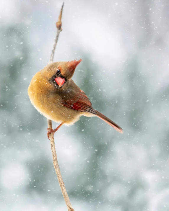 a bird perched on a branch in the snow, pexels contest winner, renaissance, a red bow in her hair, during a storm, scientific photo, paul barson