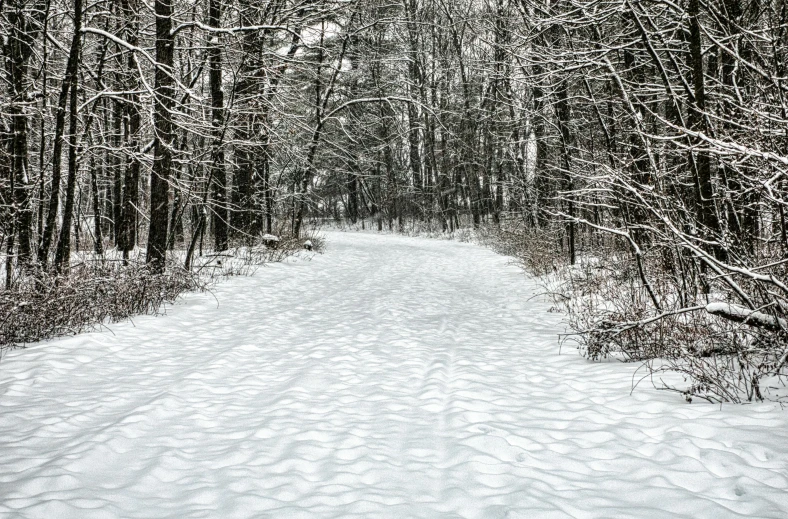 a snow covered path in the middle of a forest, flickr, from wheaton illinois, rippled white landscape, grey, skidding