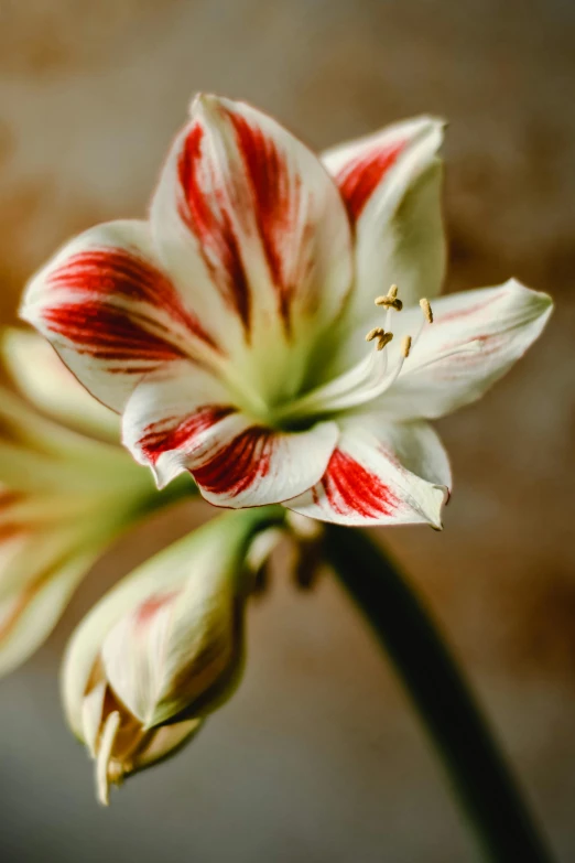 a close up of a red and white flower, by Carey Morris, unsplash, renaissance, striped, indoor shot, stargazer, pastel'