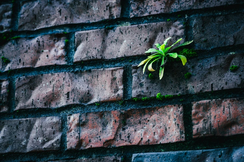 a plant growing out of a brick wall, inspired by Elsa Bleda, unsplash, color ( sony a 7 r iv, background image, mossy, defying gravity