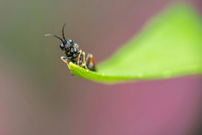 a bug that is sitting on a leaf, by Jan Rustem, pexels contest winner, smart ants, sassy pose, avatar image, sharp focused