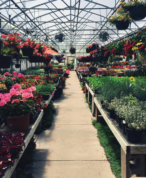 a greenhouse filled with lots of flowers and plants, instagram post, from wheaton illinois, photo for a store, walking down