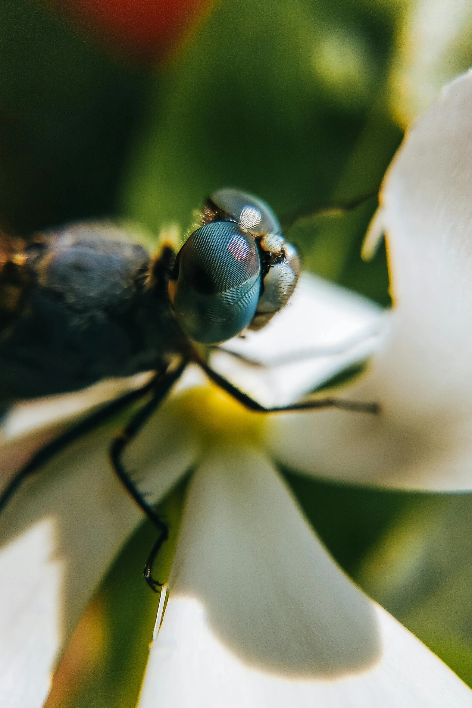 a blue dragonfly sitting on top of a white flower, a macro photograph, by Jesper Knudsen, pexels contest winner, hurufiyya, large grey eyes, closeup 4k, avatar image, high angle shot