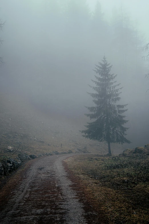 a dirt road in the middle of a foggy forest, pexels contest winner, romanticism, in the dolomites, lonely tree, overcast, 10k