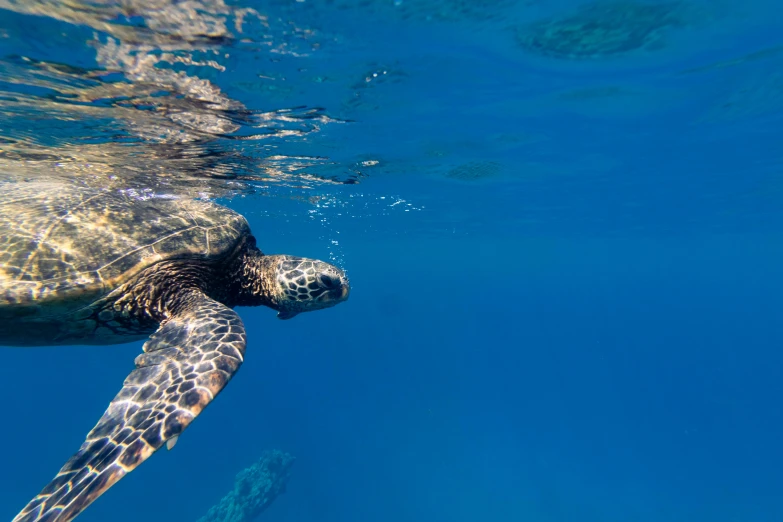 a turtle swimming in the clear blue water, by Daniel Lieske, pexels contest winner, hurufiyya, maui, 🦩🪐🐞👩🏻🦳, profile photo, blue sky